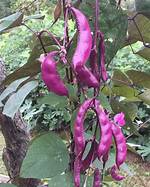 Bean Vine