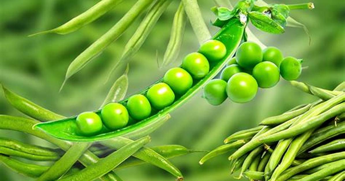 ___ Beans (Green Vegetable)
