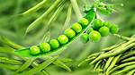 ___ Beans (Green Vegetable)