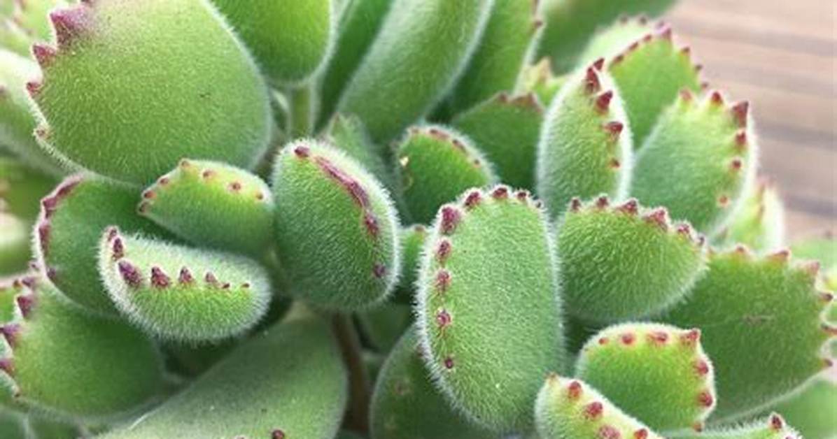 Bear Claw Cactus