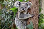Bear in a Eucalyptus Tree