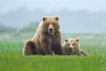 ___ Bear (Mother Bear)