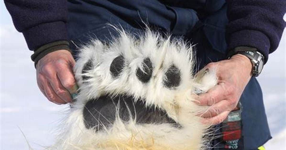 Bear's Hand