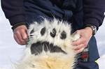 Bear's Hand