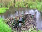 Beaver's Water-Blocking Structure