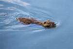 Beaver Swimming