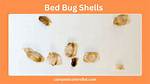 Bed Bug Casings