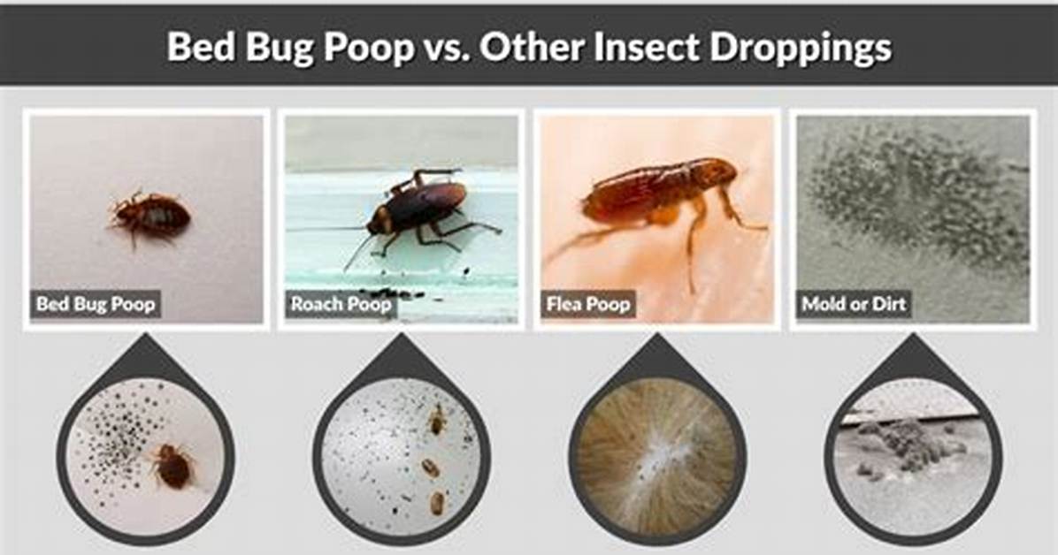 Bed Bug Droppings