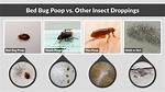 Bed Bug Droppings