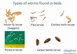Bed Bug Mattress Worms