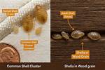 Bed Bug Shedding