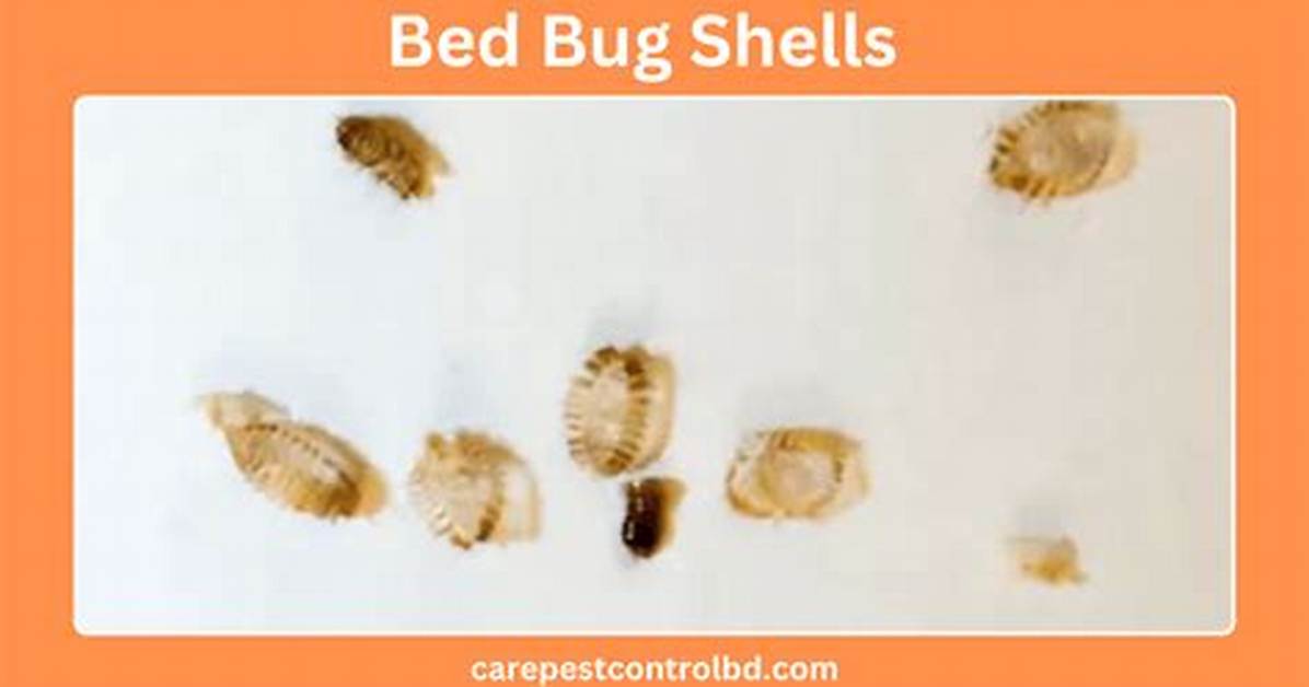 Bed Bug Shell