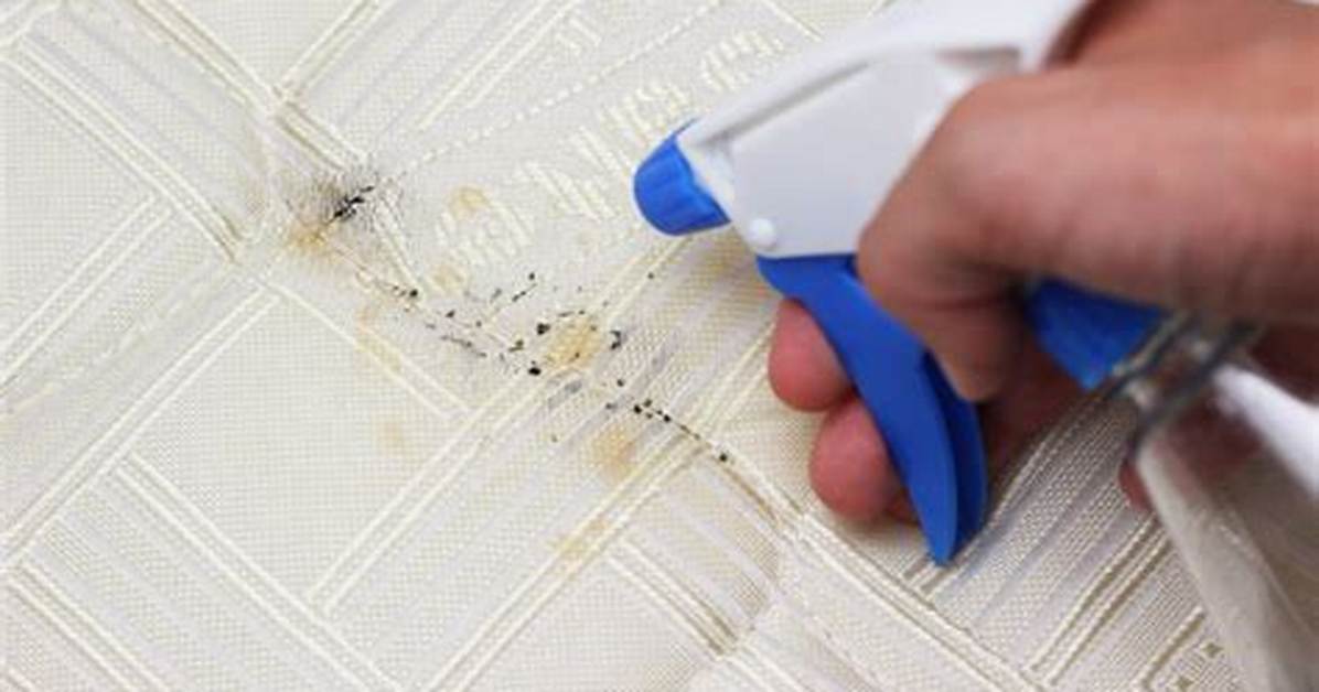 Bed Bug Stains