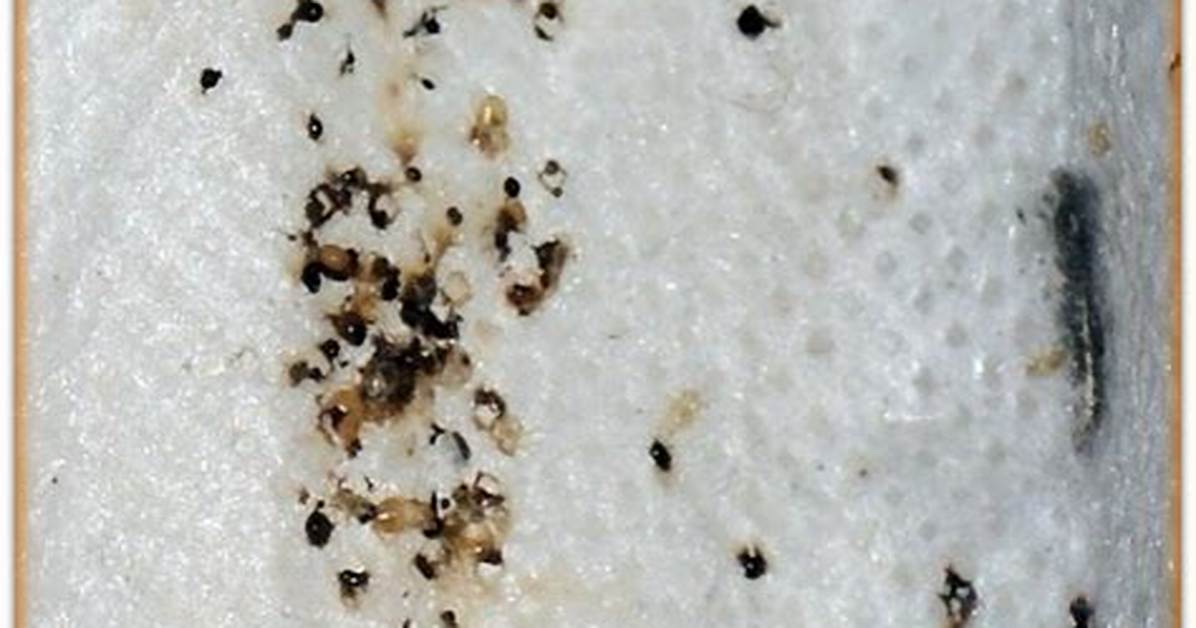 Bedbug Feces