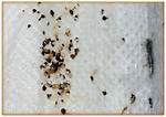 Bedbug Feces