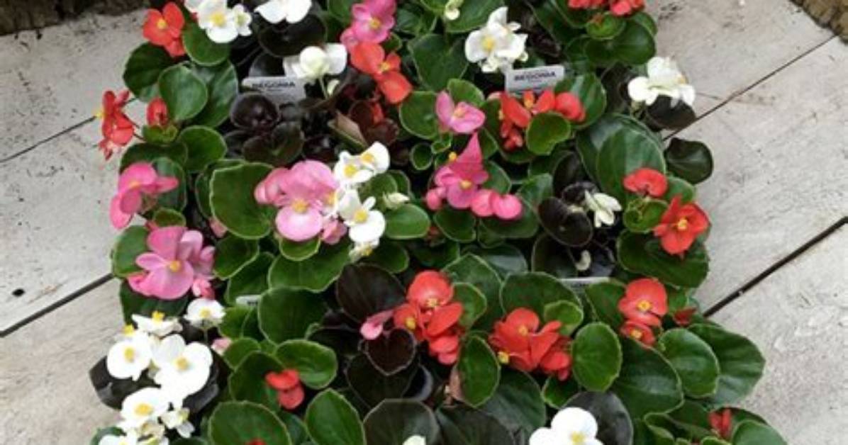 Bedding Begonias