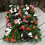 Bedding Begonias