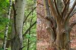 Beech or Birch for Example