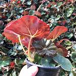 Beefsteak Begonia