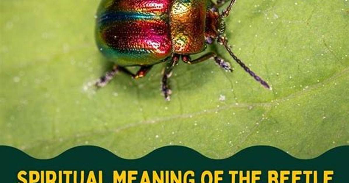 Beetle Meaning