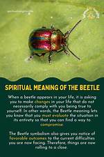 Beetle Meaning