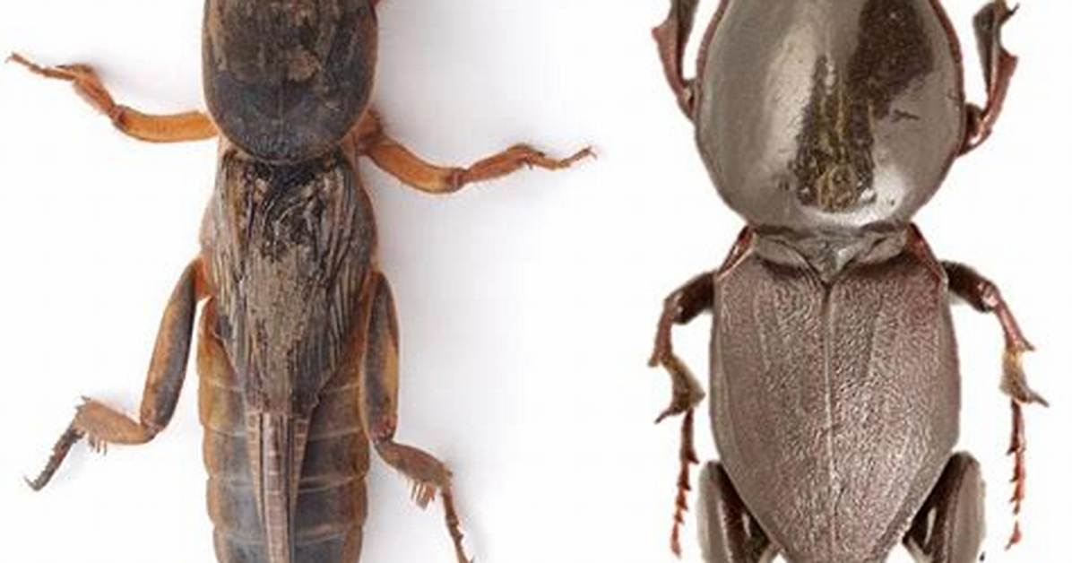 Beetle or Cricket for Example