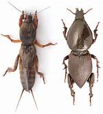 Beetle or Cricket for Example