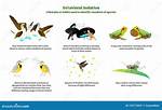 Behavioral Isolation Definition