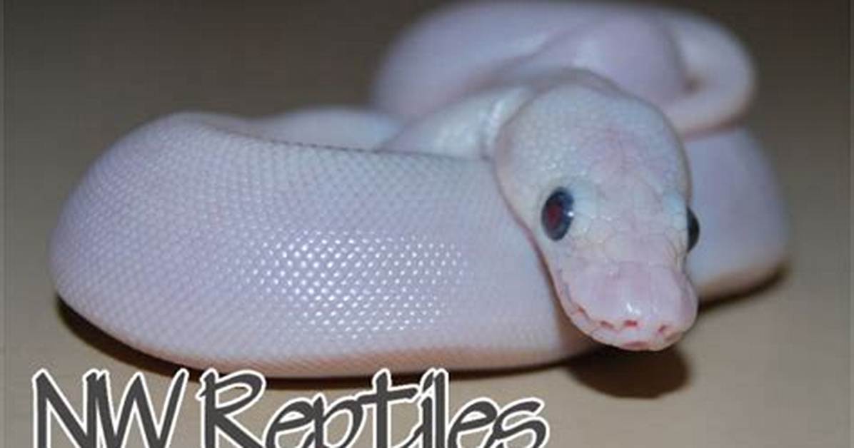 Bel Ball Python