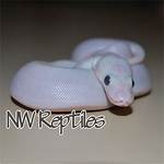 Bel Ball Python