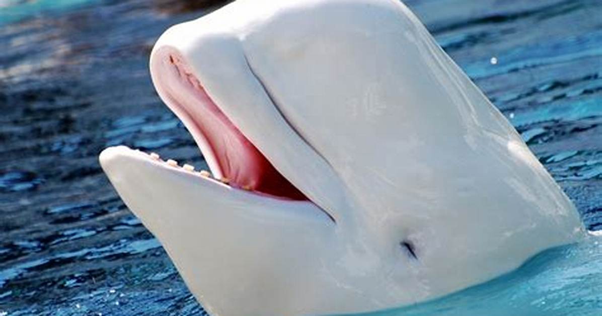 Beluga