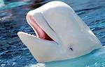Beluga