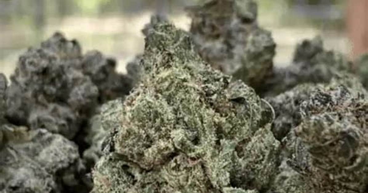 Berkel Strain
