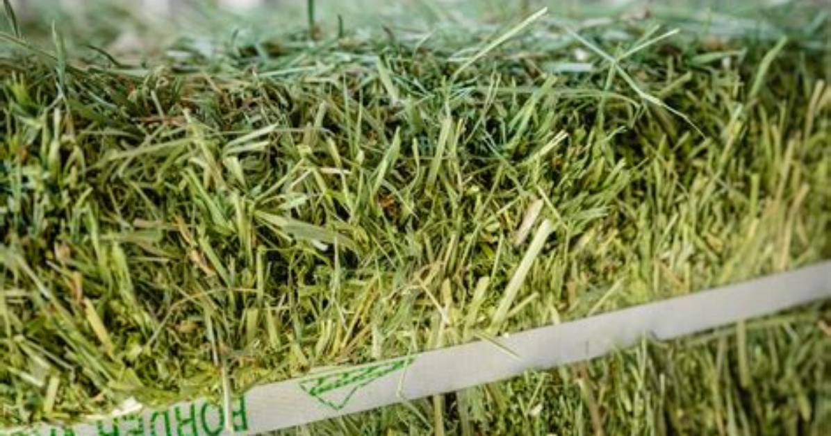 Bermuda Hay