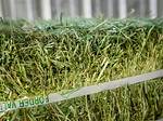 Bermuda Hay