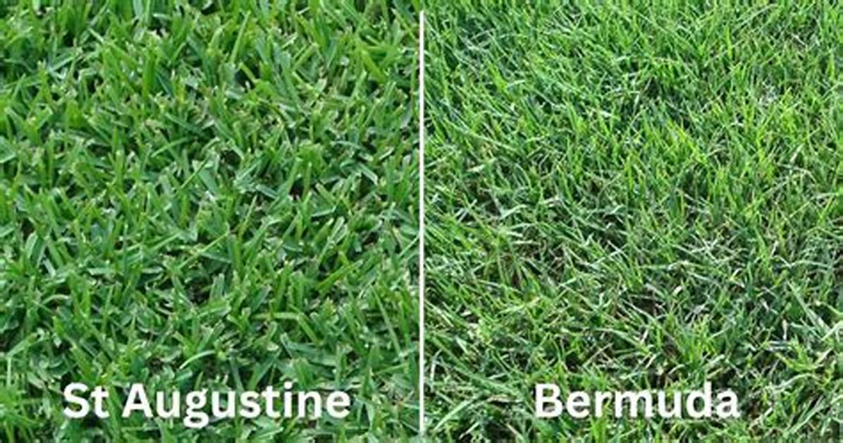 Bermuda vs St Augustine