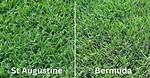 Bermuda vs St Augustine
