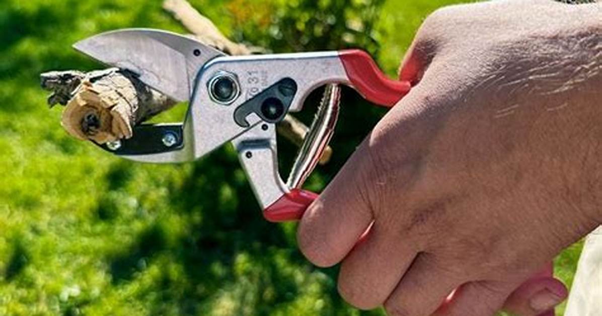 Best Pruning Shears