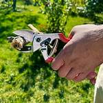 Best Pruning Shears
