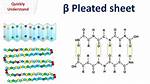 Beta Pleated Sheet