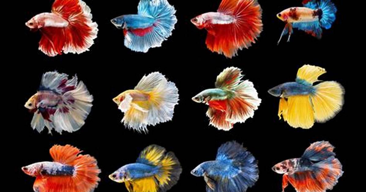 Betta Fish Colors