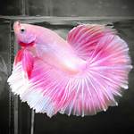 Betta Fish Price