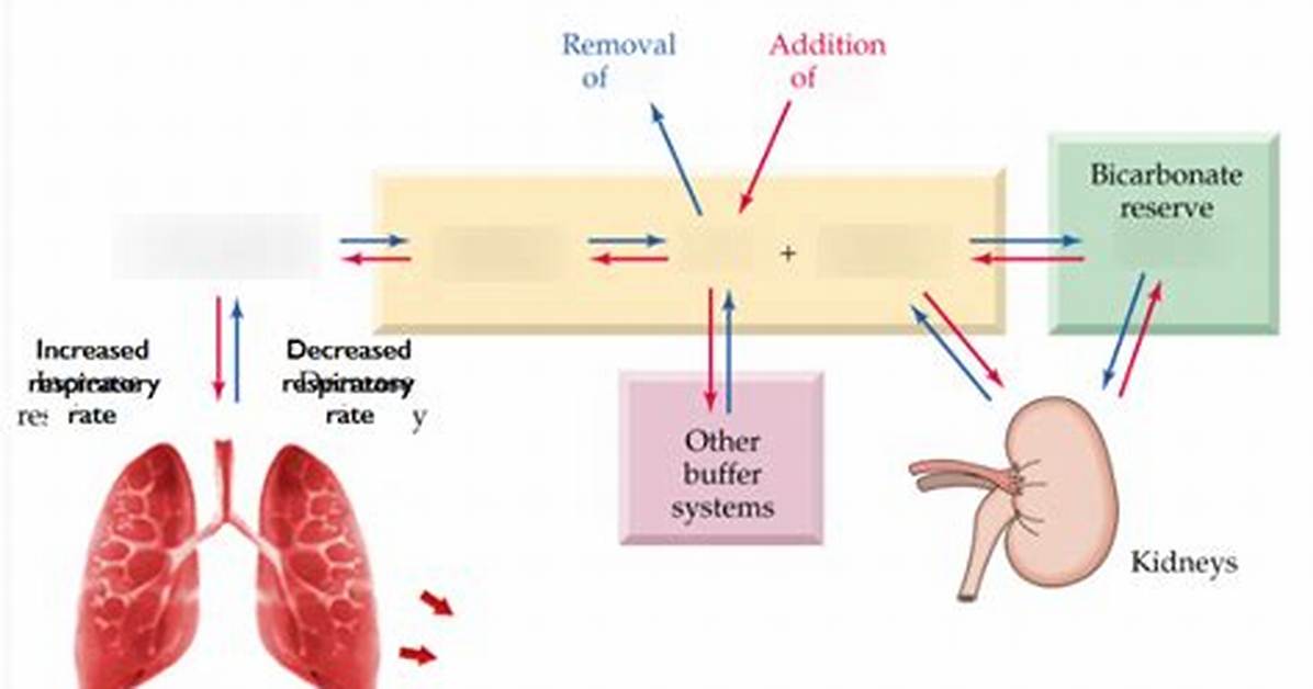 Bicarbonate Buffer System