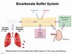 Bicarbonate Buffer System