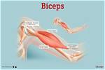 Bicep Location