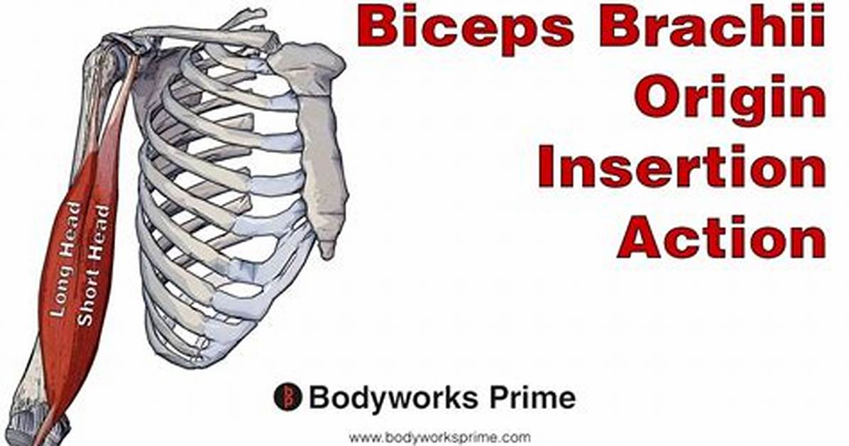 Biceps Brachii Insertion