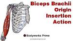 Biceps Brachii Insertion