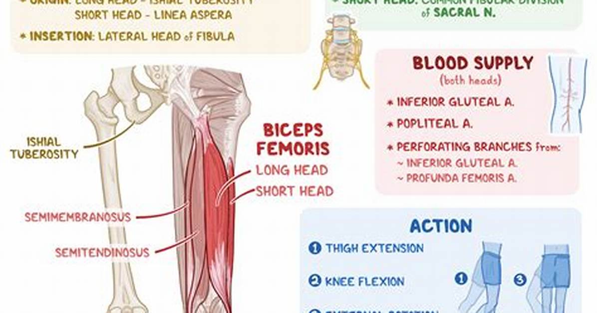 Biceps Femoris Function