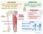 Biceps Femoris Function