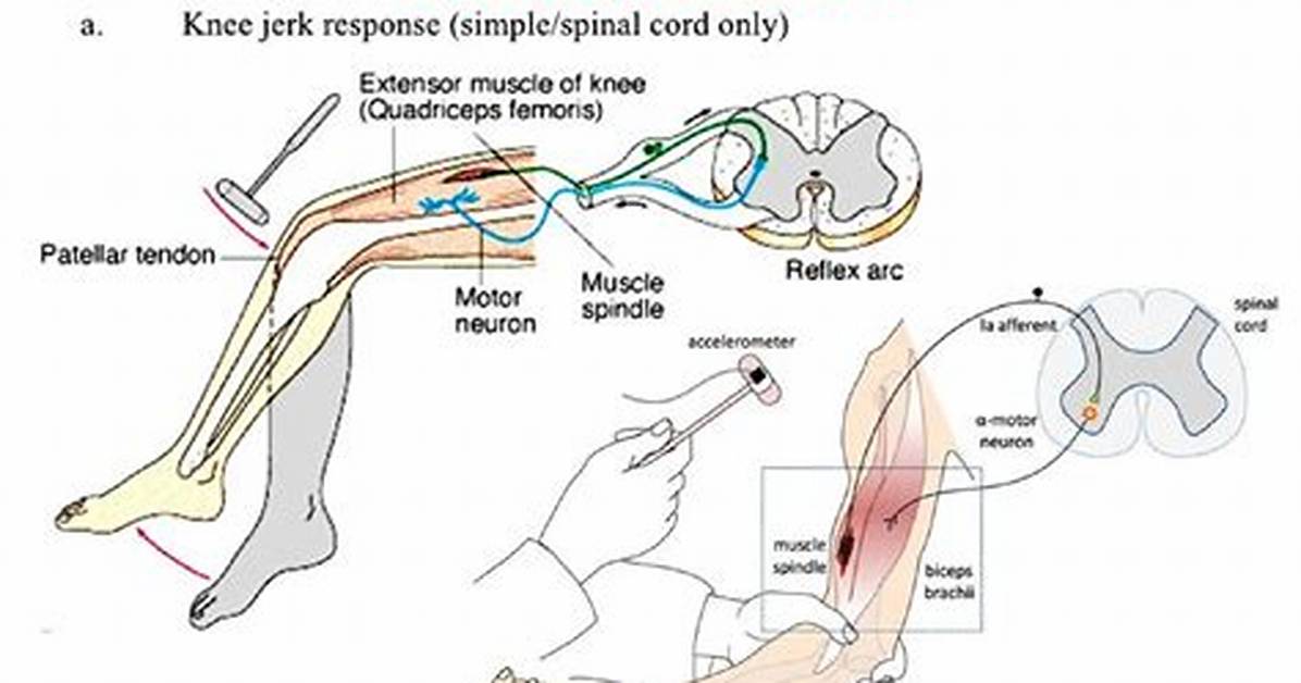 Biceps Reflex